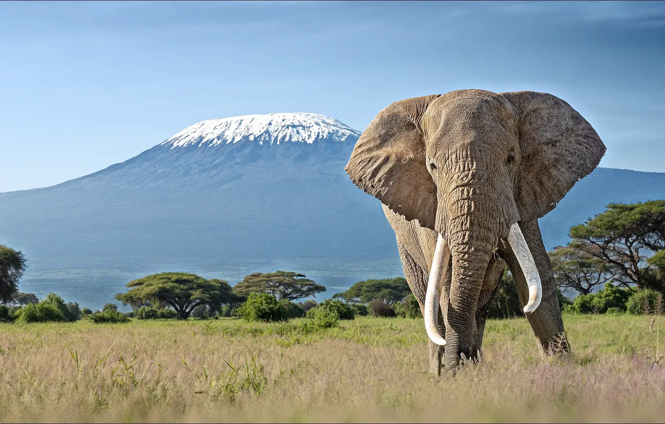 Photo wallpaper nature, view, elephant, mountain, beauty, Africa, landscape, nature