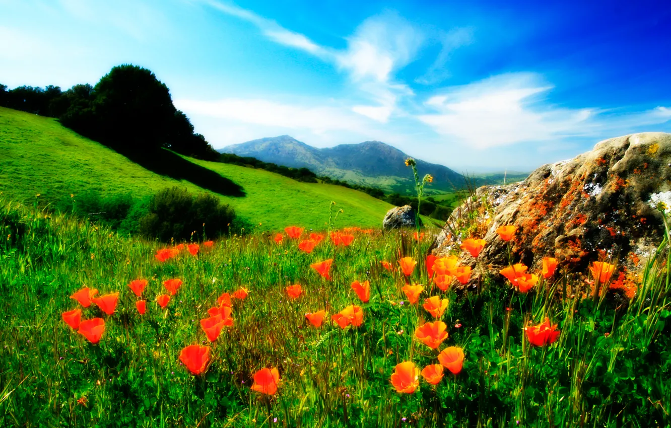 Photo wallpaper the sky, grass, flowers, mountains, Maki, meadow