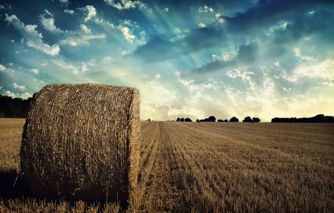Photo wallpaper field, longhorn, the sky