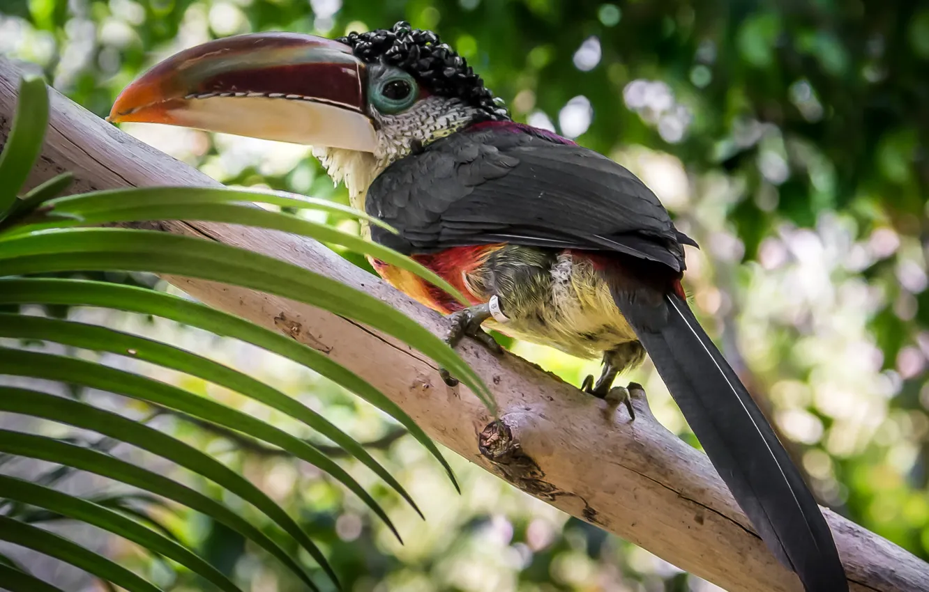 Photo wallpaper trees, bird, foliage, Toucan, Wallpaper from lolita777