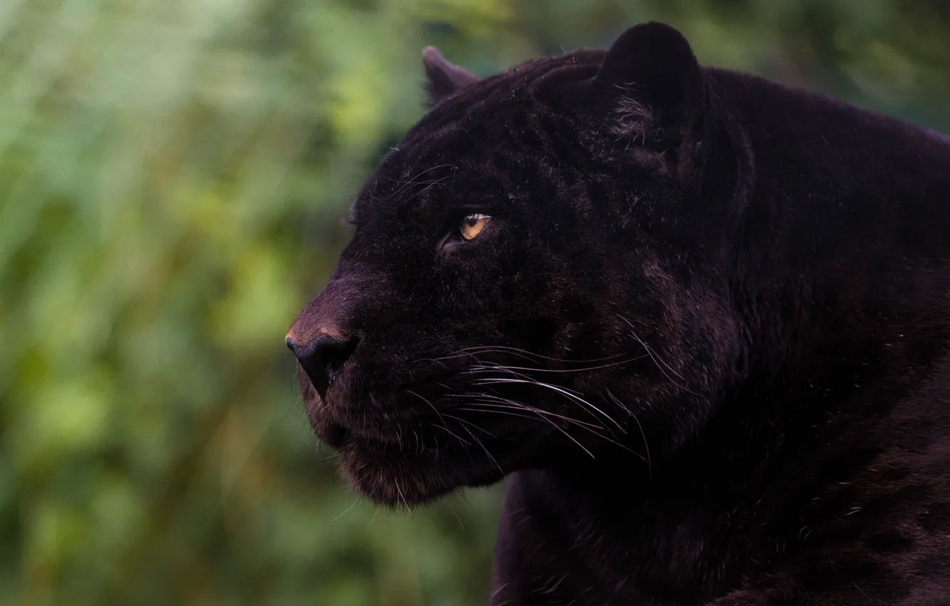 Photo wallpaper look, face, black, portrait, Panther, profile
