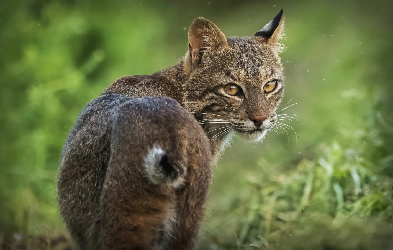Photo wallpaper look, tail, lynx