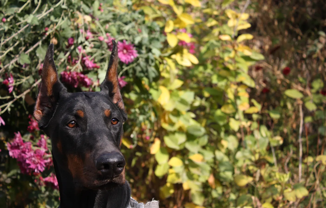 Photo wallpaper flowers, dog, dog, Doberman, Shelby Cobra iz Zoosfery, doberman, Shelby Cobra of Zoosfery