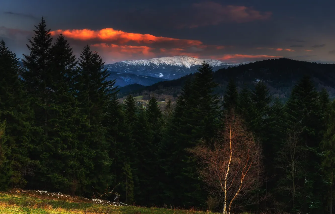 Photo wallpaper forest, landscape, sunset, mountains, nature, the evening, Poland, Carpathians