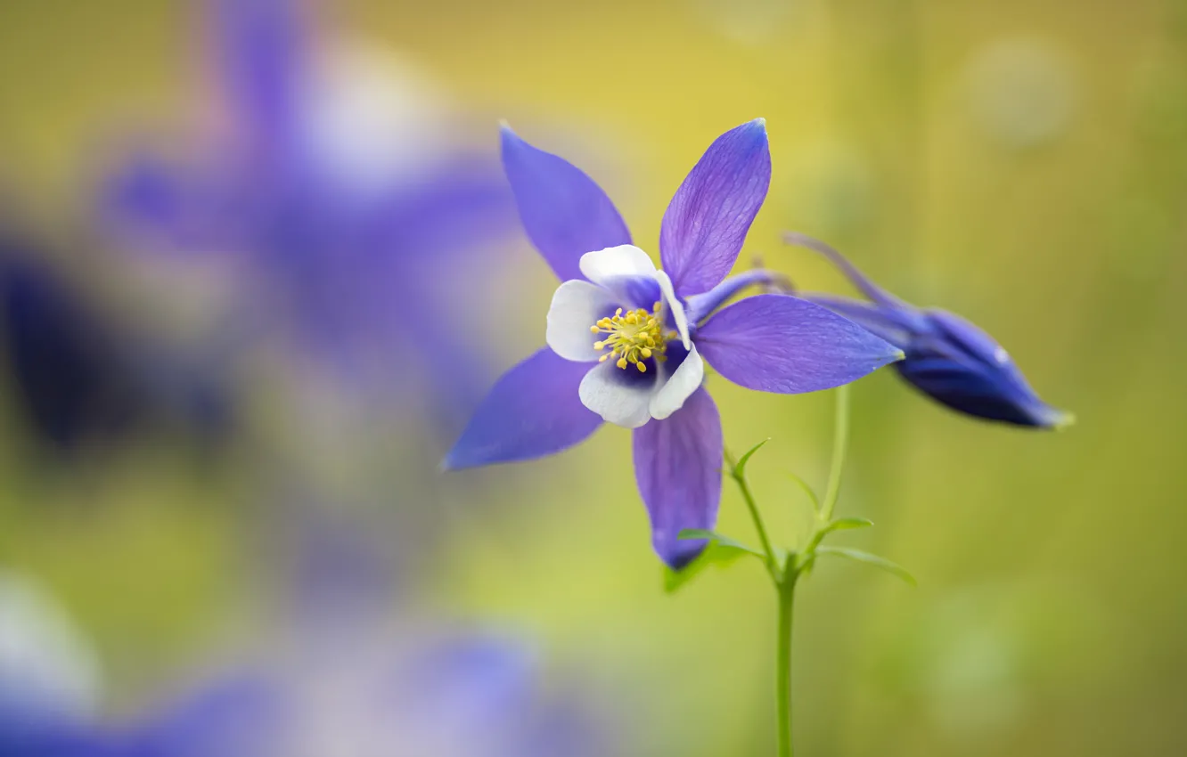 Photo wallpaper flowers, lilac, Aquilegia
