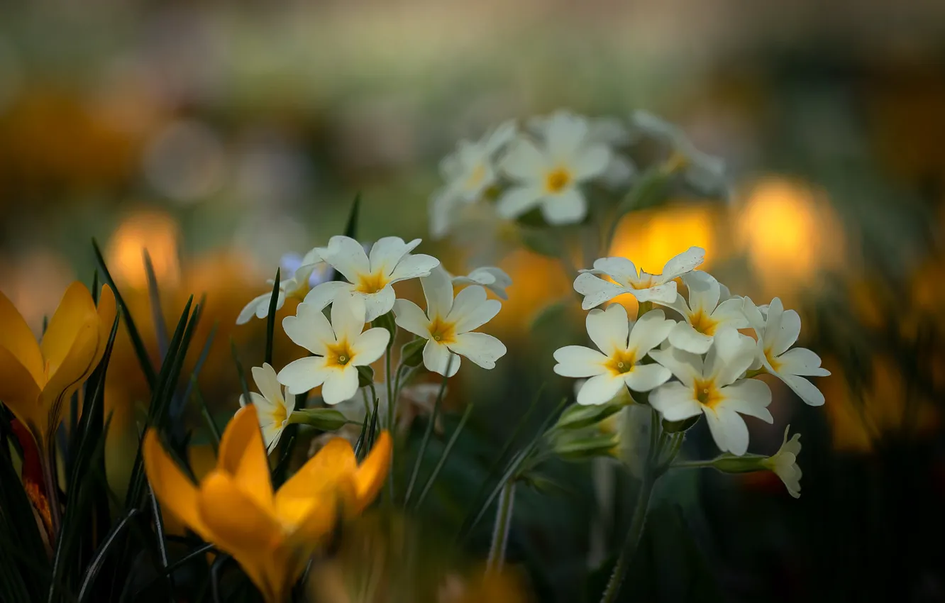 Photo wallpaper flowers, spring, crocuses, white, bokeh, Primula, primrose
