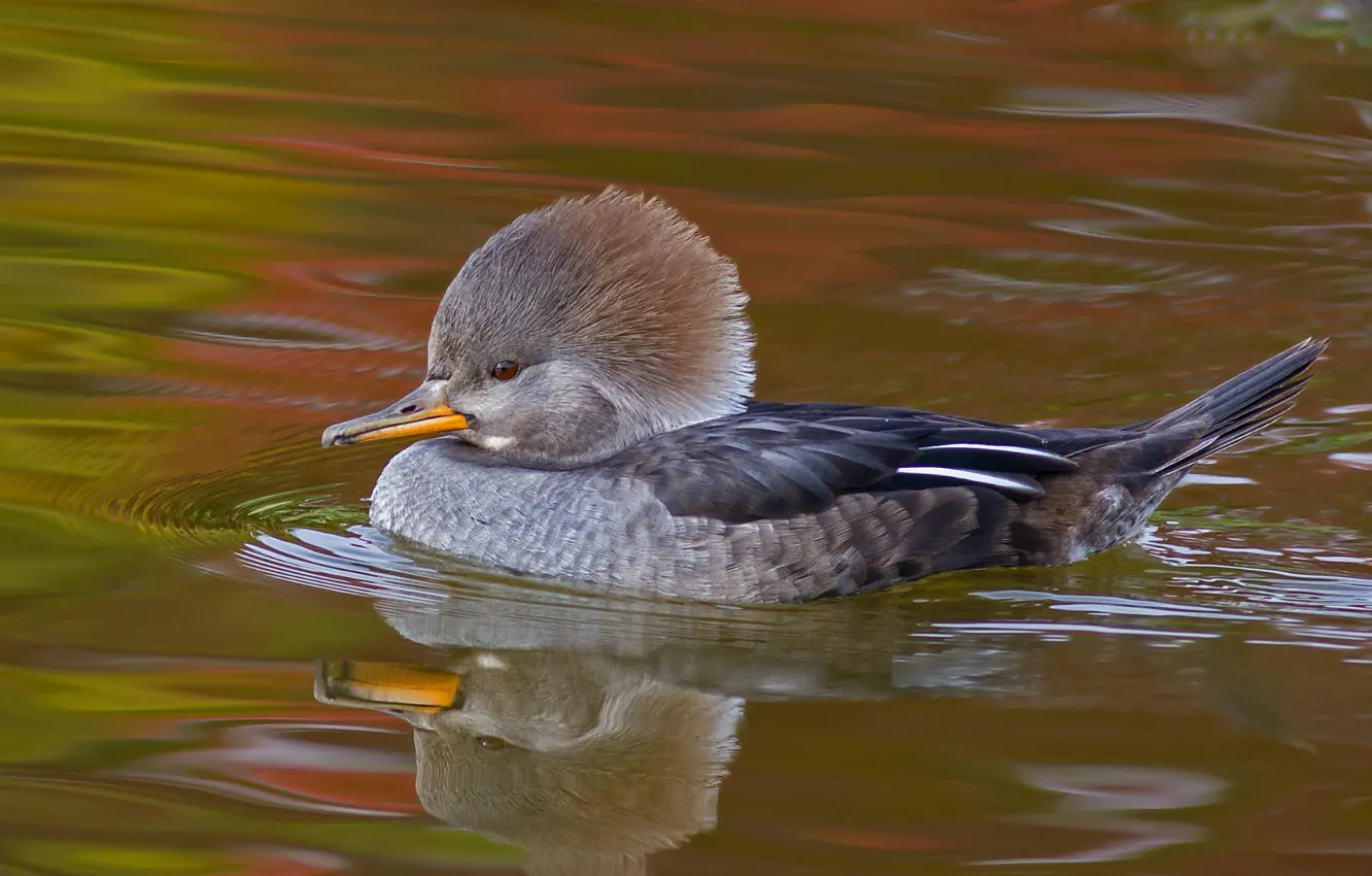 Photo wallpaper water, pond, reflection, bird, Duck, floats