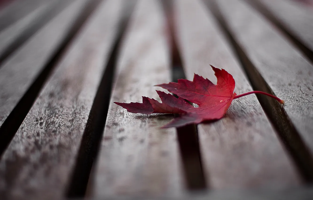 Photo wallpaper leaves, grey, Board