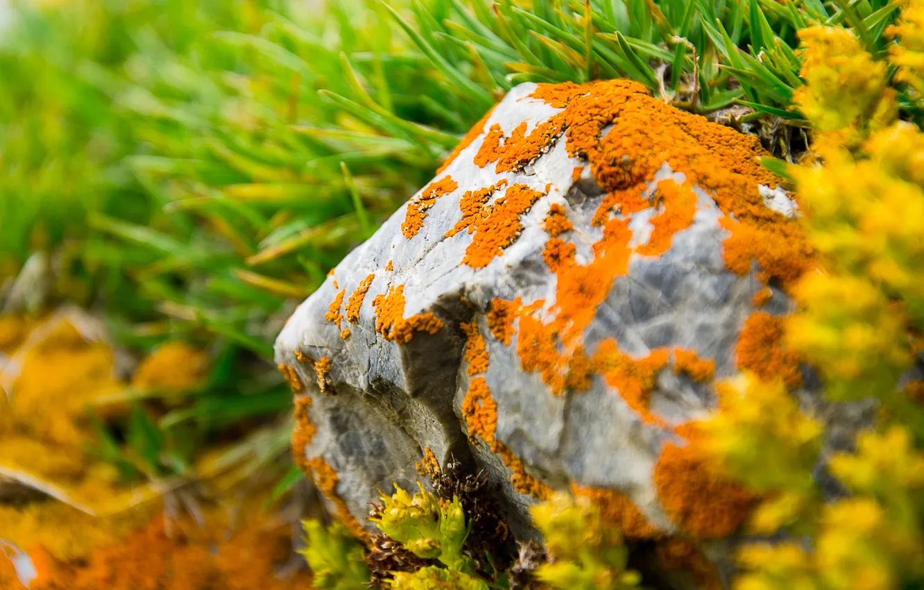 Photo wallpaper macro, stones, moss, mountain, shrub