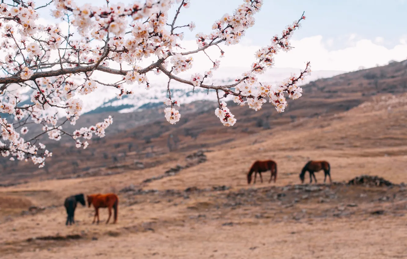 Photo wallpaper field, landscape, flowers, nature, horse