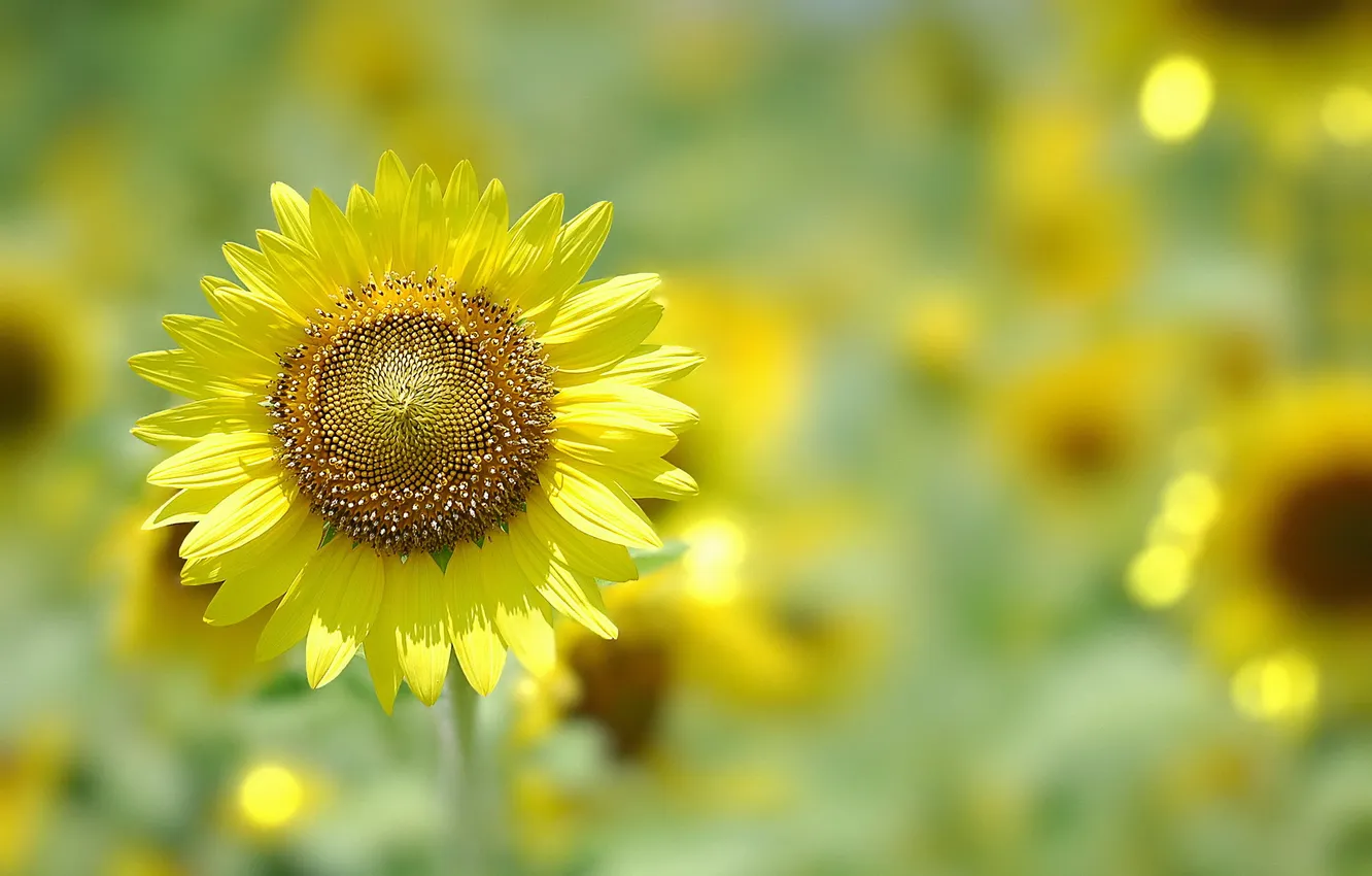 Photo wallpaper bokeh, sunflower, Helianthus