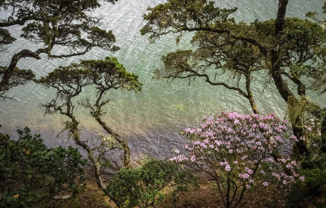 Photo wallpaper trees, the bushes, Azalea