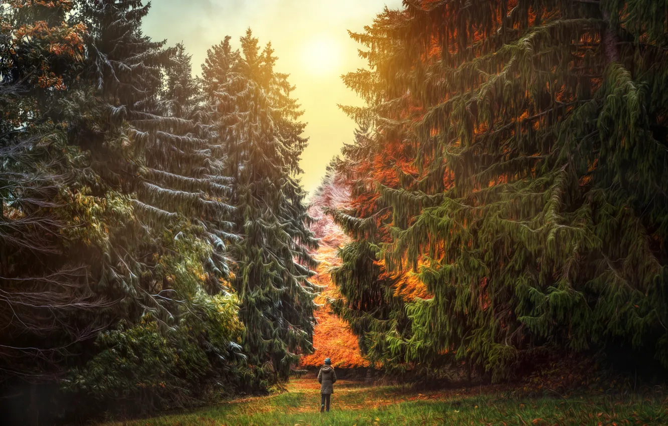 Photo wallpaper trees, tree, treatment