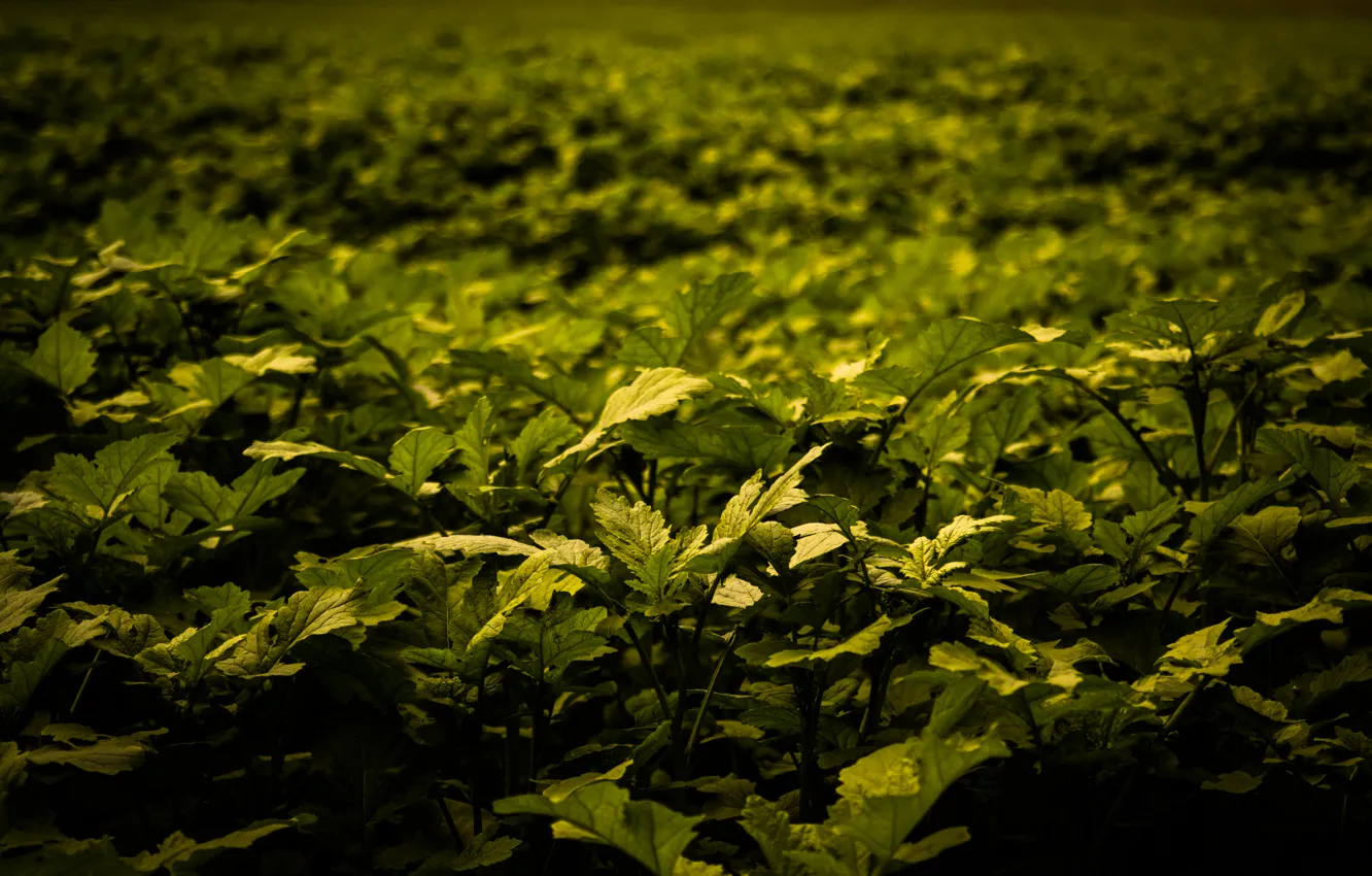 Photo wallpaper Green, Autumn, Field, Plants, Lush