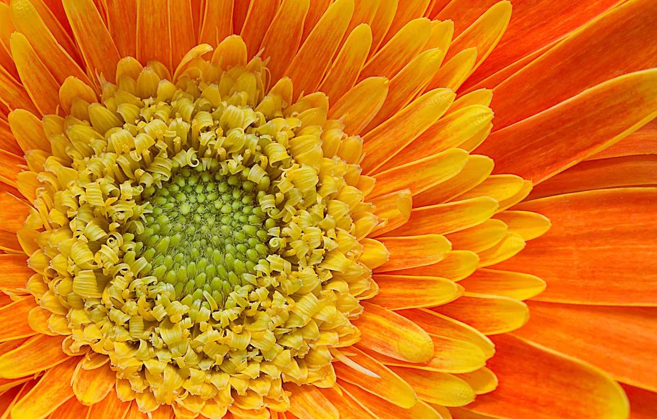 Photo wallpaper orange, petals, gerbera