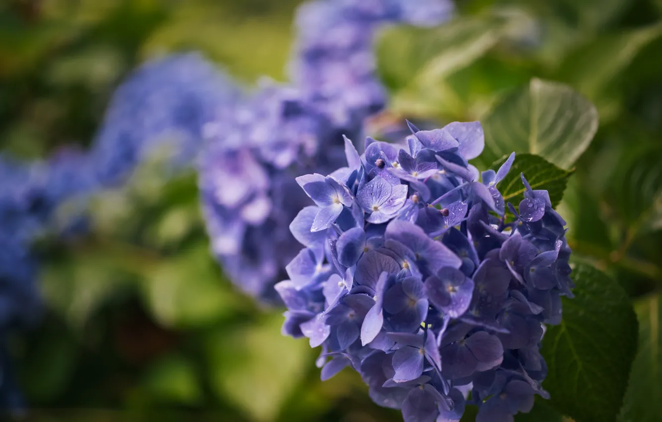 Photo wallpaper macro, hydrangea, inflorescence