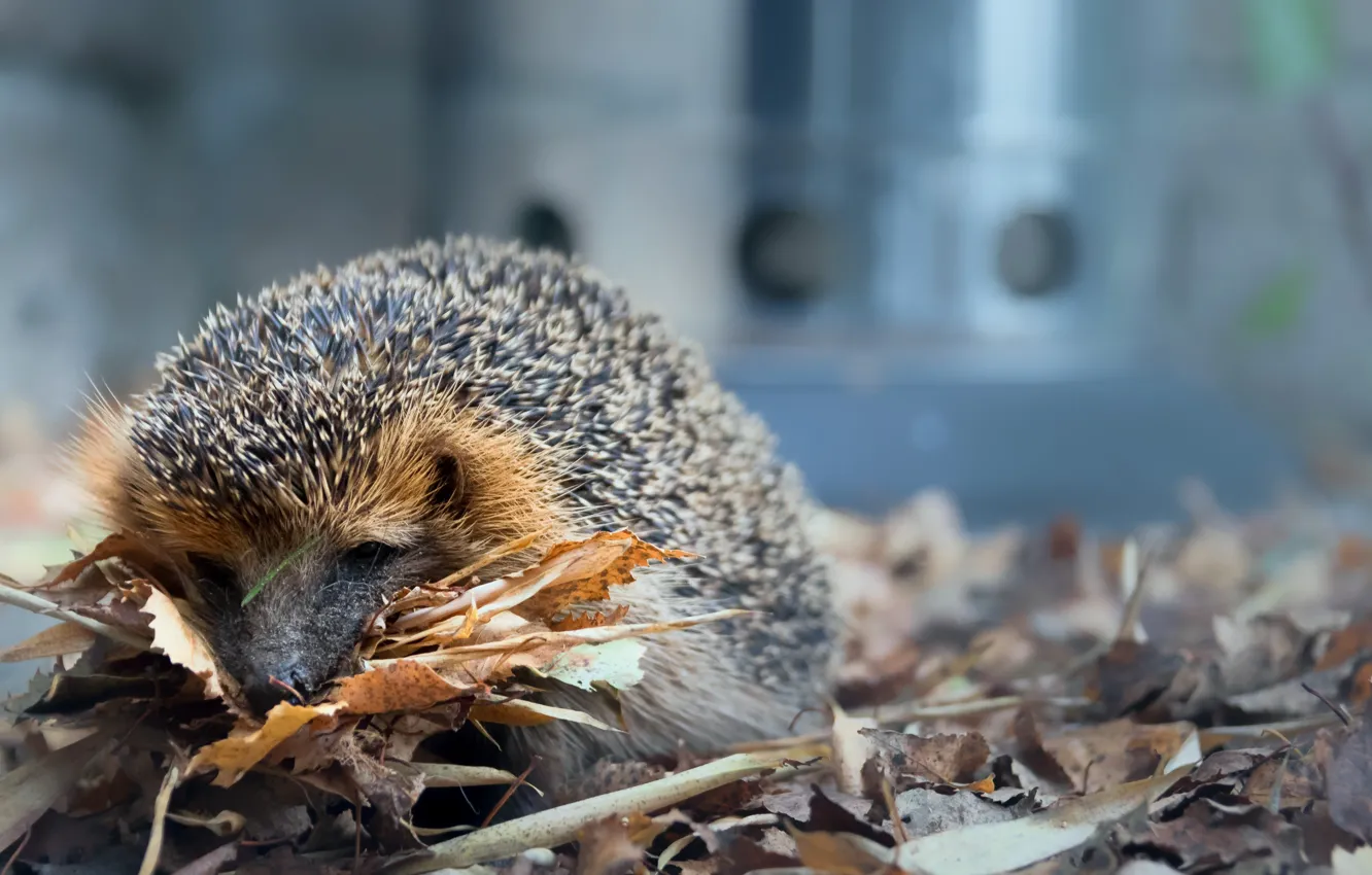 Photo wallpaper leaves, nature, hedgehog, hedgehog