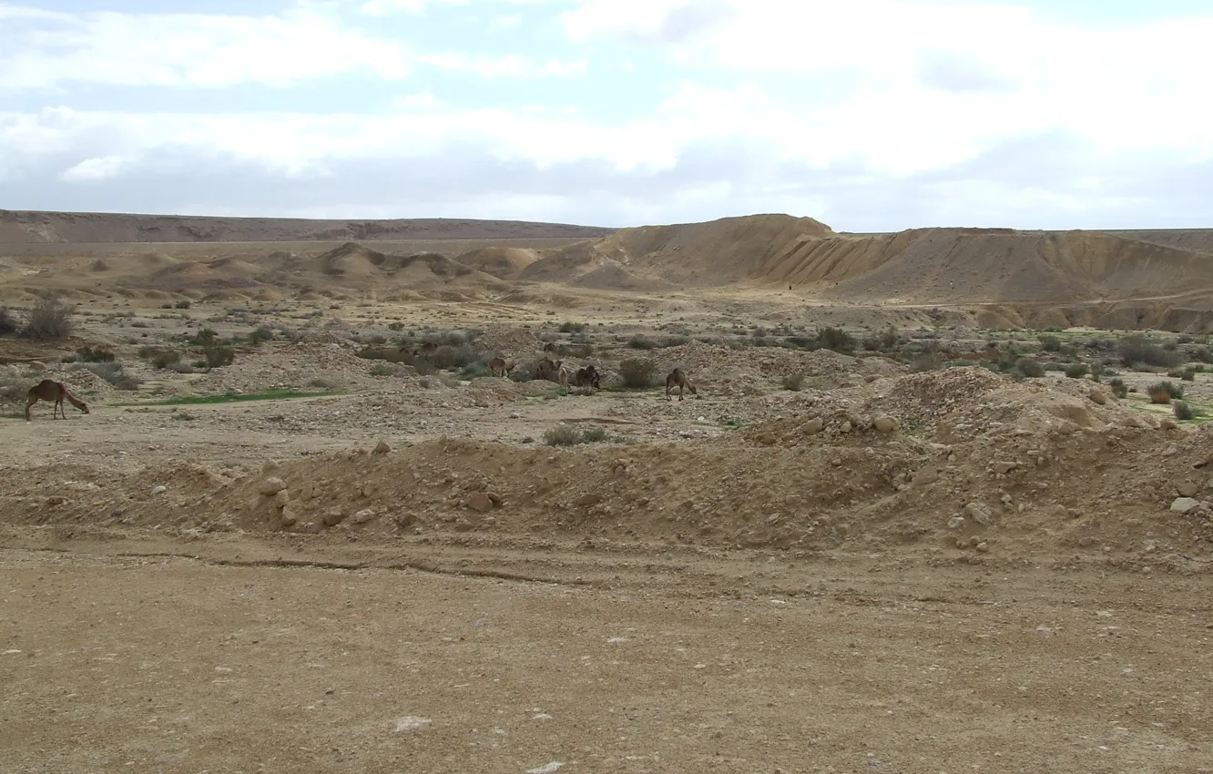 Photo wallpaper ISRAEL, THE NEGEV DESERT, CAMELS