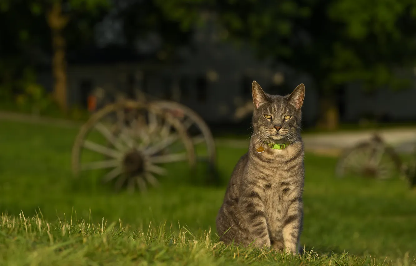 Photo wallpaper greens, forest, cat, summer, grass, cat, look, light