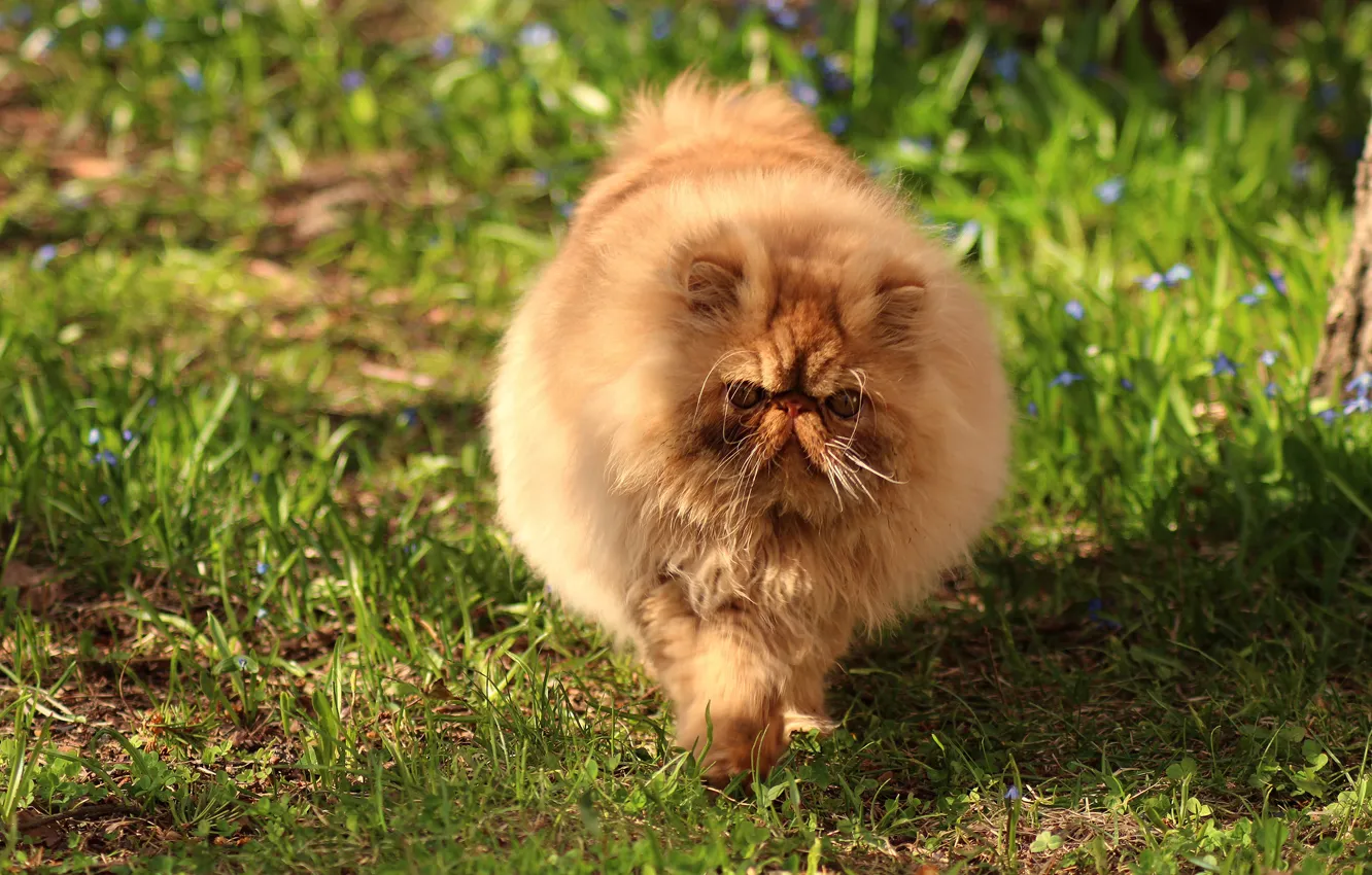 Photo wallpaper cat, summer, grass, cat, look, face, balls, light