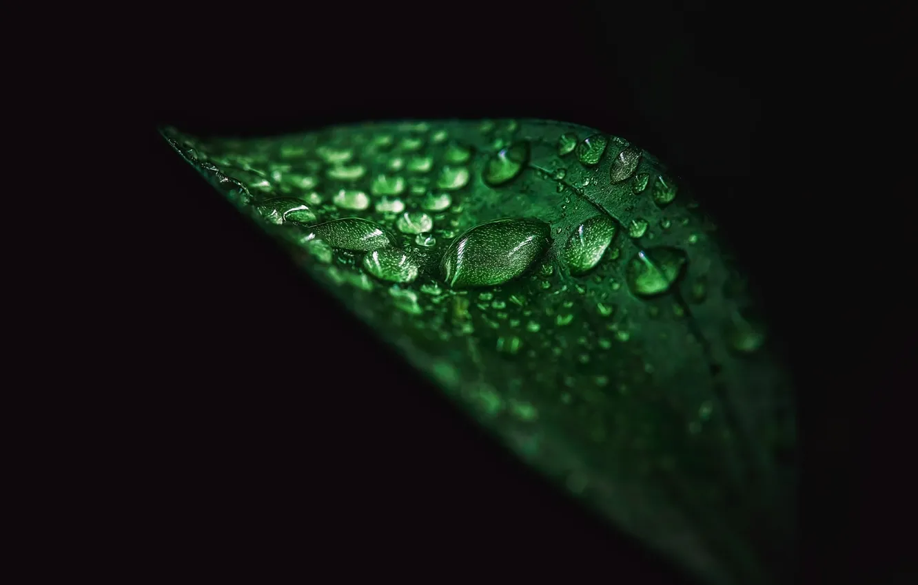 Photo wallpaper drops, macro, sheet, moisture