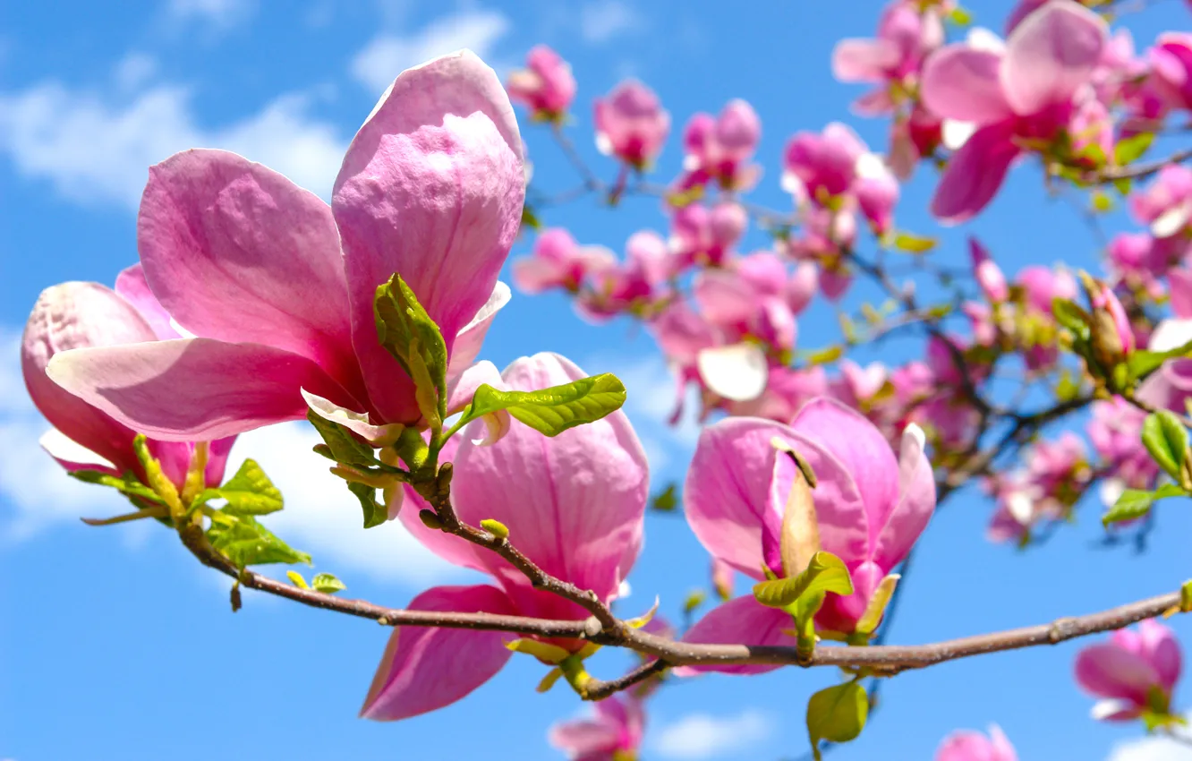 Photo wallpaper flowers, spring, Magnolia