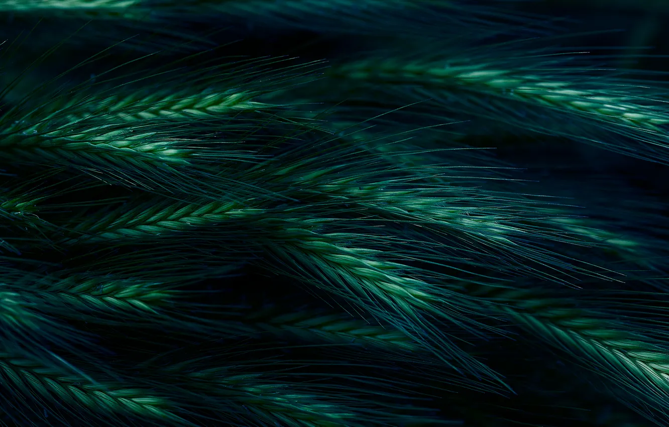 Photo wallpaper macro, spikelets, the dark background