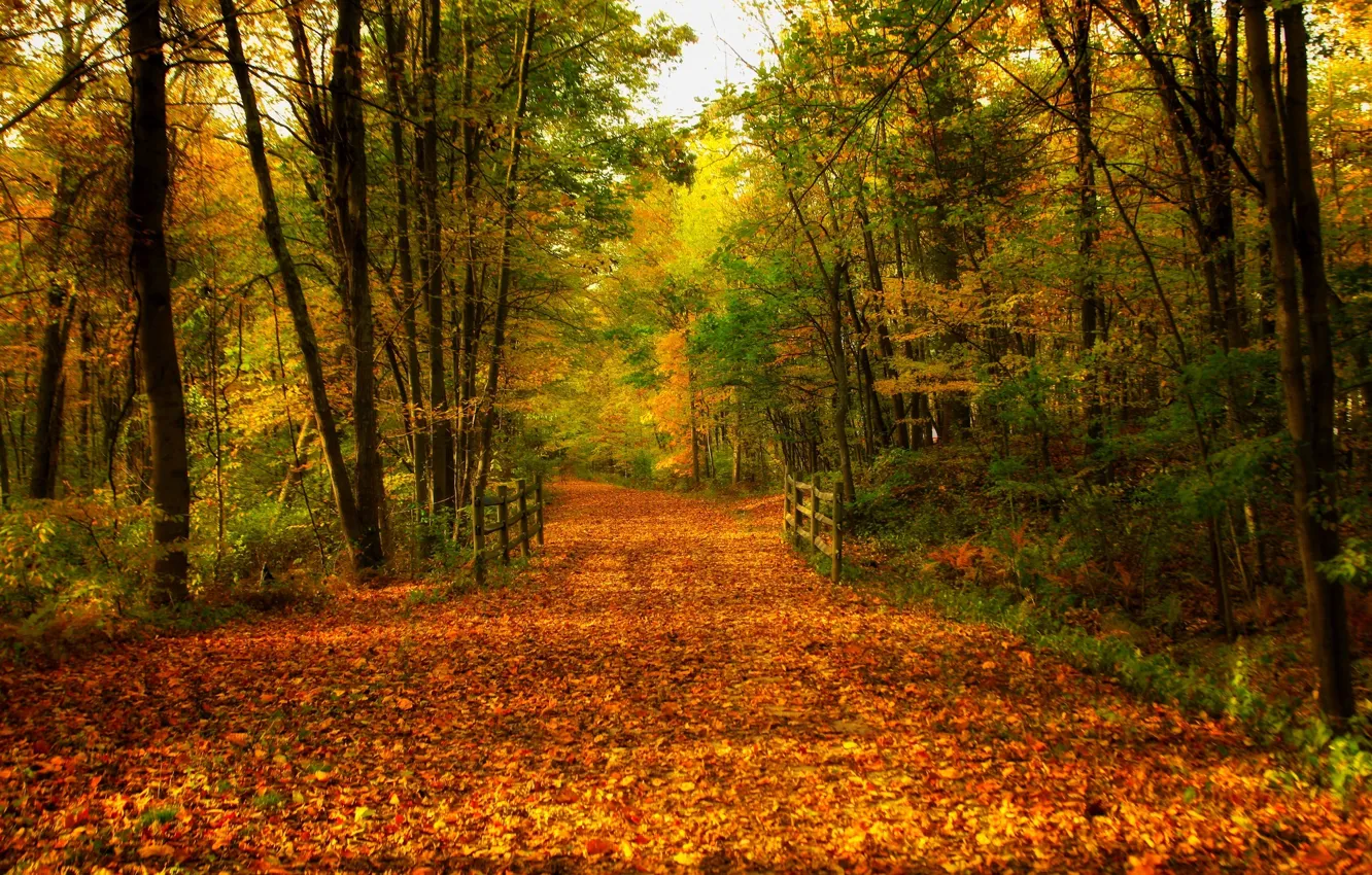 Photo wallpaper road, autumn, forest, leaves, trees, bridge, nature, Park