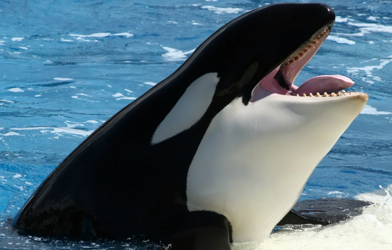 Photo wallpaper animals, sea, whale, Orca, animal themes, animals in the wild