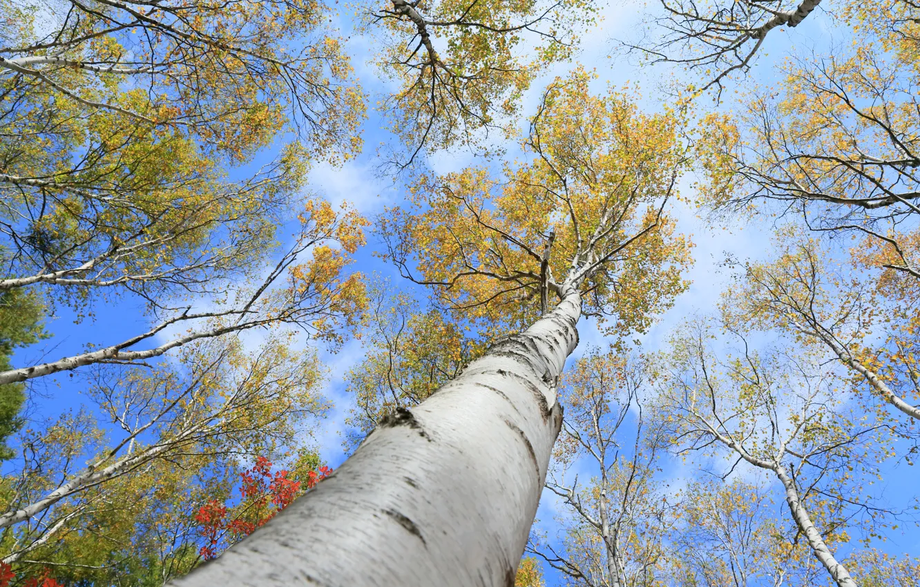 Photo wallpaper autumn, the sky, trees, trunk, aspen