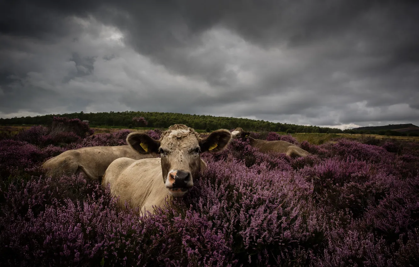 Photo wallpaper field, forest, look, flowers, clouds, overcast, stay, portrait