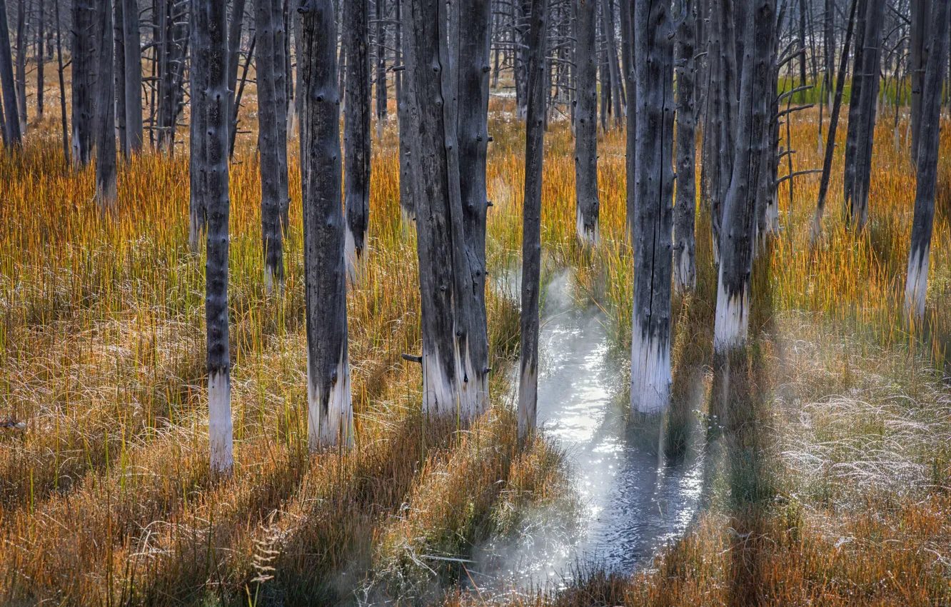 Photo wallpaper grass, trees, nature, trunk