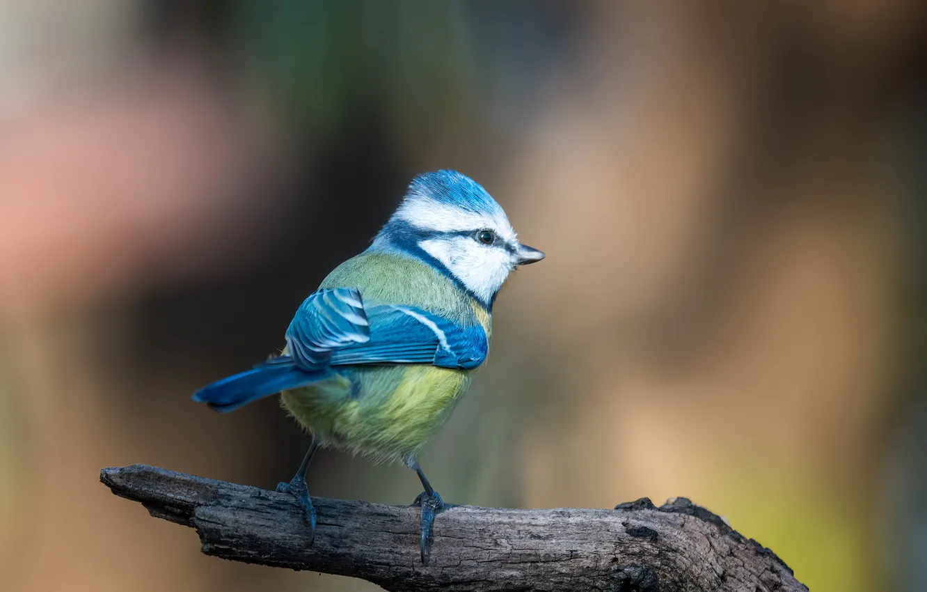 Photo wallpaper background, bird, tit