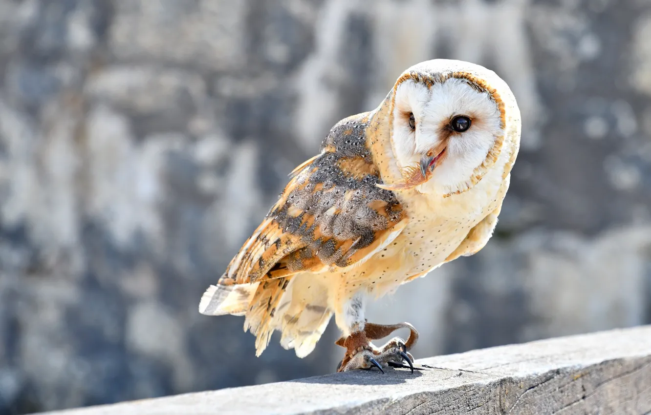Photo wallpaper look, stones, wall, owl, bird, the barn owl, timber, a feather