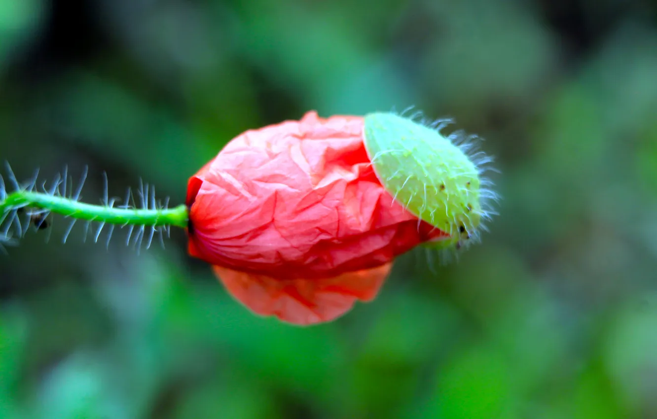 Photo wallpaper red, flower, poppy
