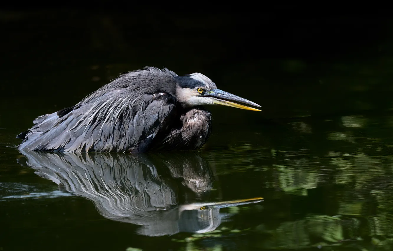 Photo wallpaper bird, feathers, swamp