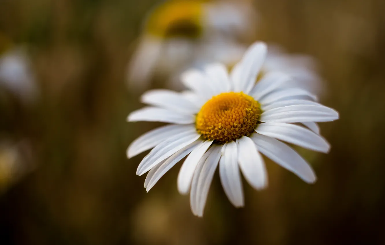 Photo wallpaper white, macro, flowers, chamomile, bokeh, blurred background, leucanthemum