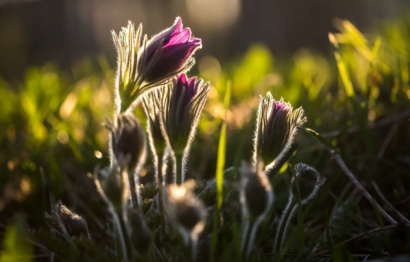 Photo wallpaper spring, sleep-grass, anemone