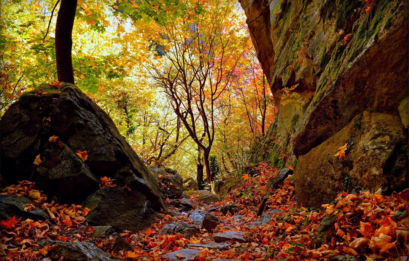 Photo wallpaper Autumn, Forest, Fall, Foliage, Autumn, Forest, Leaves