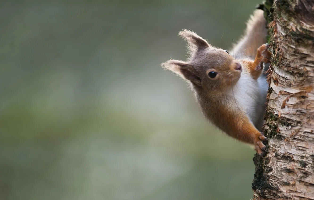 Photo wallpaper protein, trunk, red