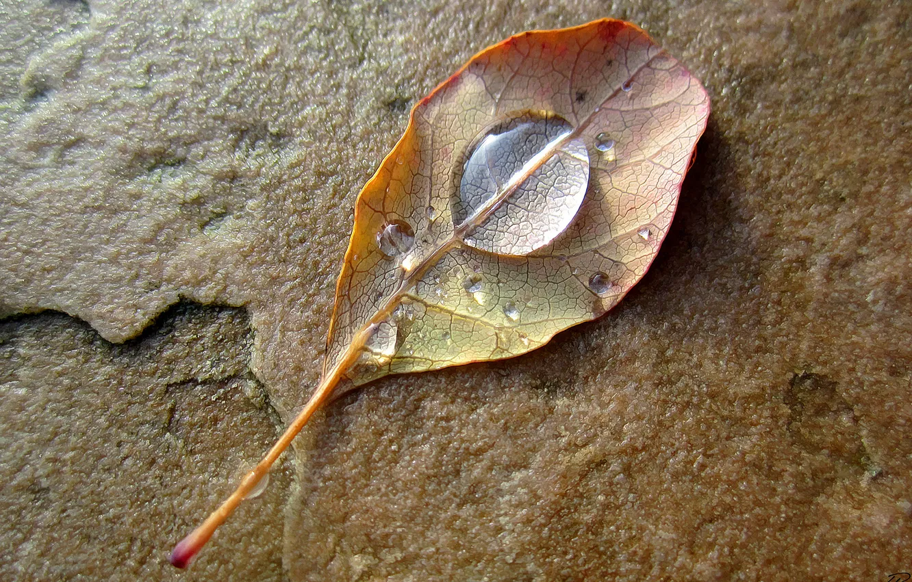 Photo wallpaper autumn, leaves, water, drops
