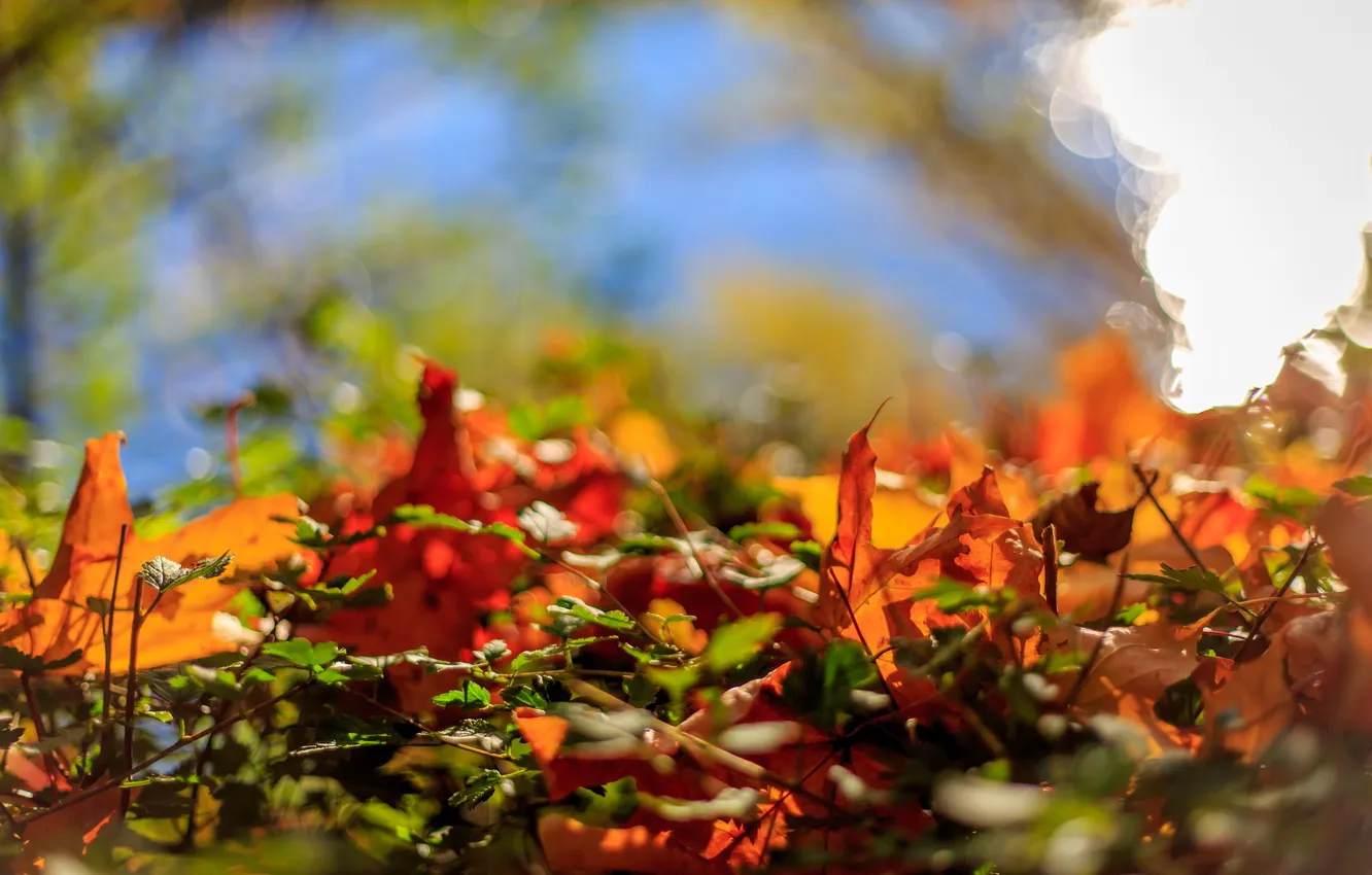 Photo wallpaper autumn, leaves, nature
