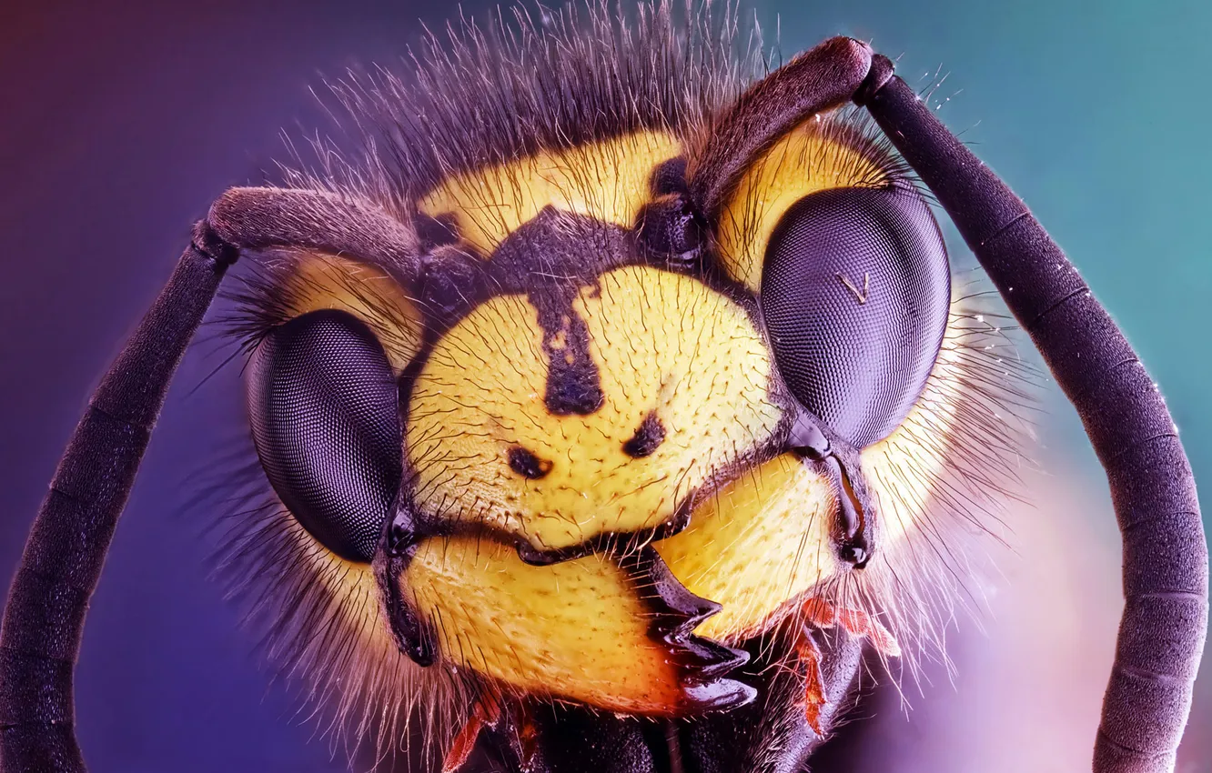 Photo wallpaper look, macro, head, insect