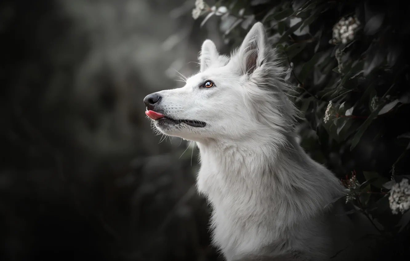 Photo wallpaper face, background, dog, profile, The white Swiss shepherd dog