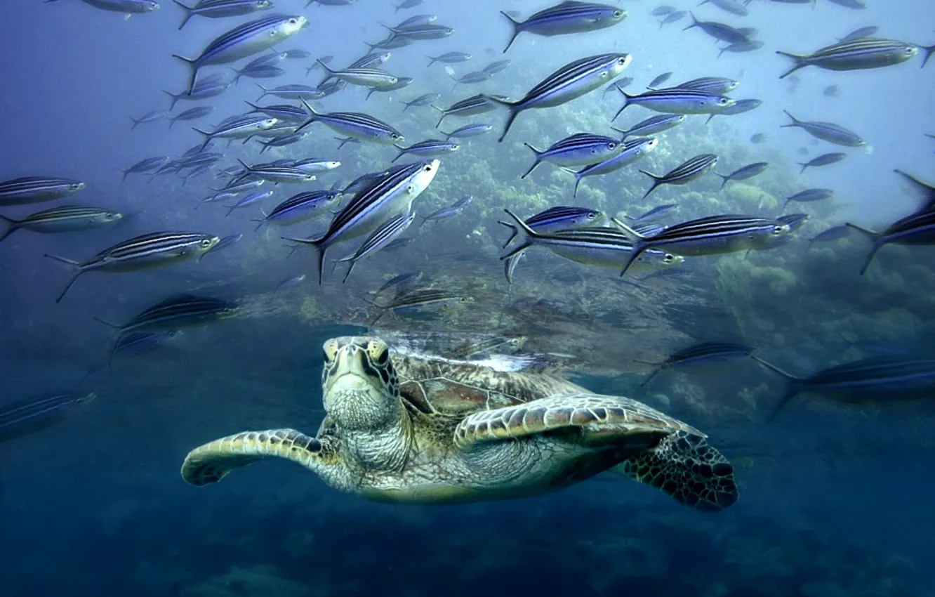 Photo wallpaper sea, turtle, fish