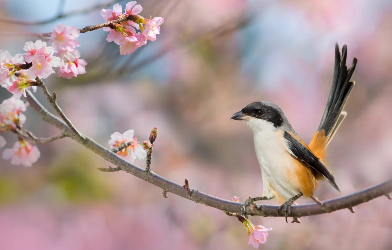 Photo wallpaper cherry, background, bird, branch, spring, flowering, flowers, Long-tailed Shrike