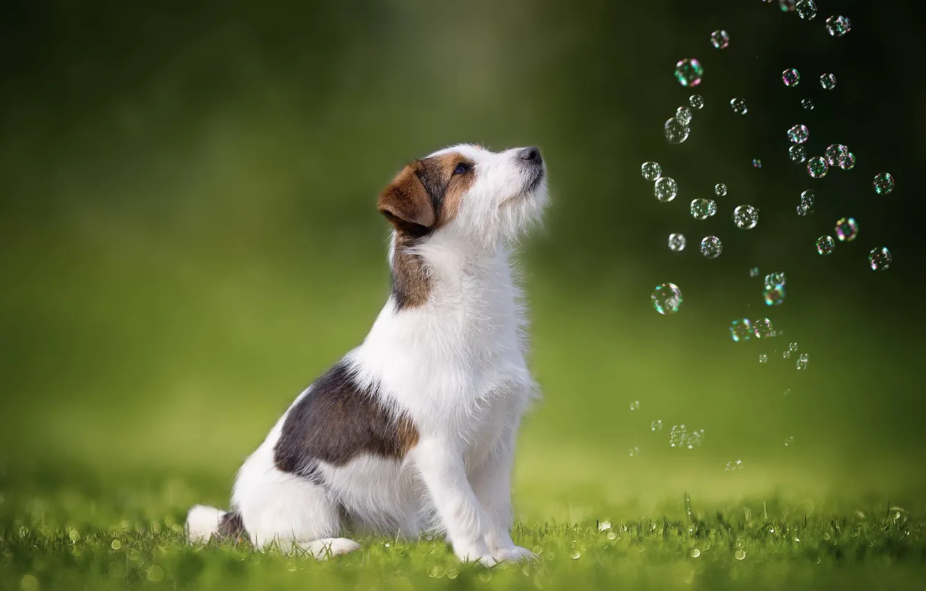 Photo wallpaper dog, bubbles, Jack Russell Terrier