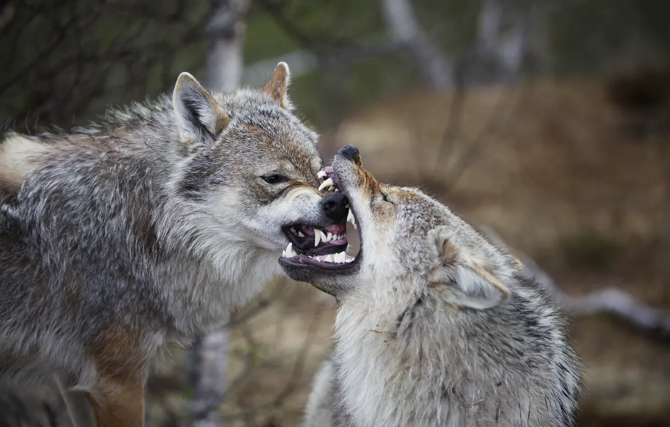 Photo wallpaper Norway, Eurasian (European, common) wolves (Canis lupus lupus), irritation, the frighten