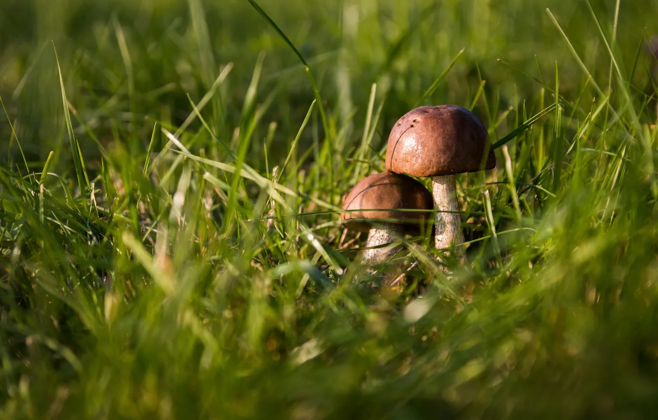 Photo wallpaper grass, mushrooms, a couple, aspen