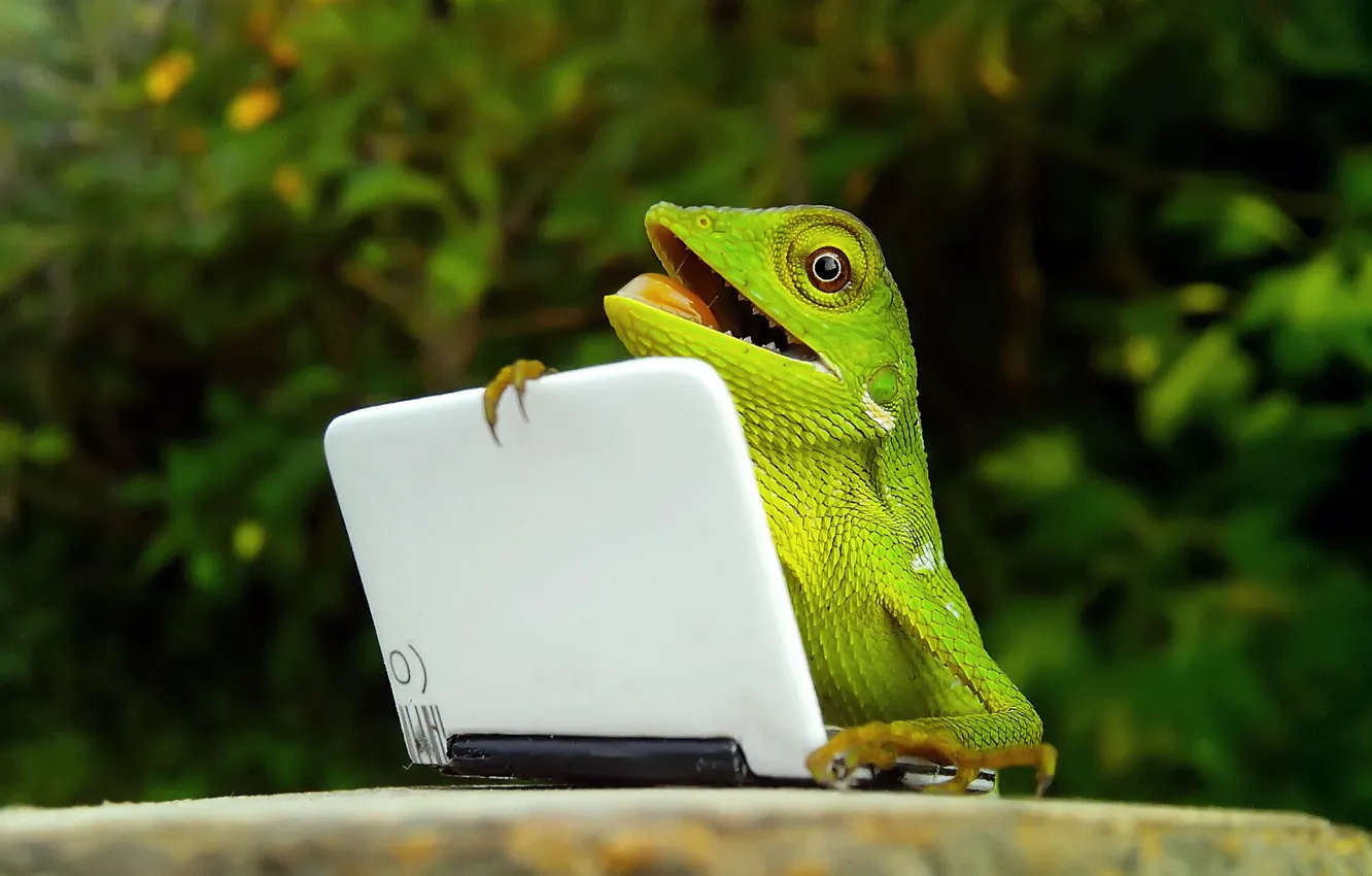 Photo wallpaper lizard, laptop, reptile